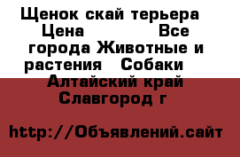 Щенок скай терьера › Цена ­ 20 000 - Все города Животные и растения » Собаки   . Алтайский край,Славгород г.